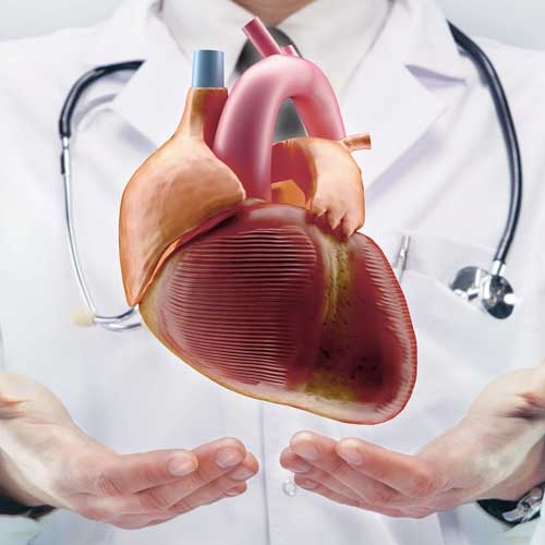 Heart Specialist