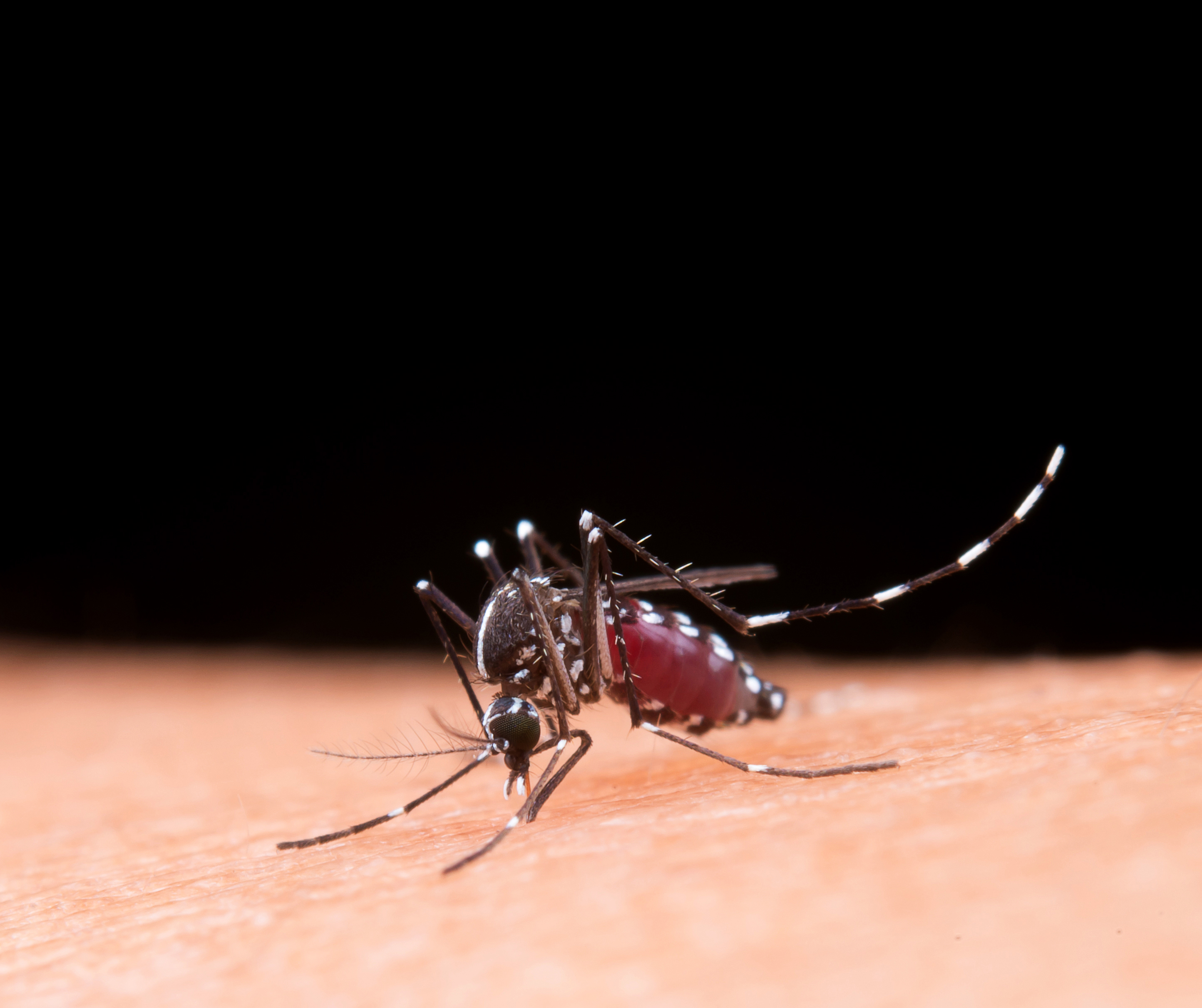Malaria Awareness