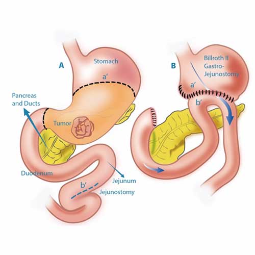 A person in a lab coat holds a large magnifying glass over a detailed illustration of the female reproductive system.