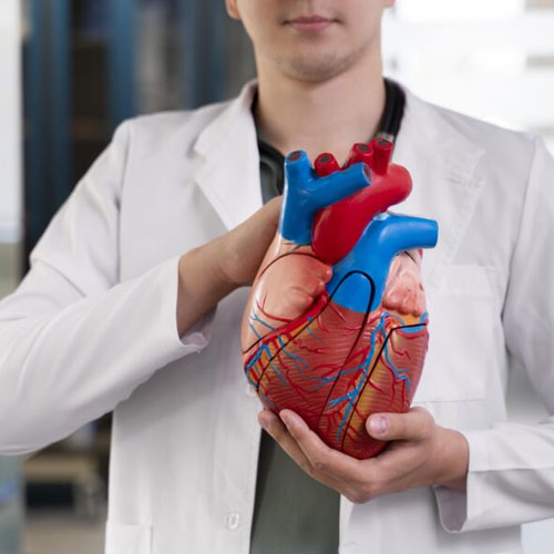 A healthcare professional in a lab coat holds a detailed anatomical model of a heart, showcasing its red and blue vessels.