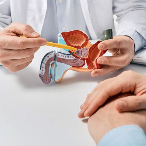 A doctor uses a model to explain anatomy, with a focus on the reproductive system, while a patient listens attentively.