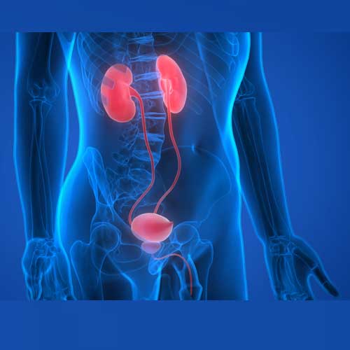 A man holds his abdomen, with highlighted kidneys, ureters, and bladder, symbolizing the urinary system.