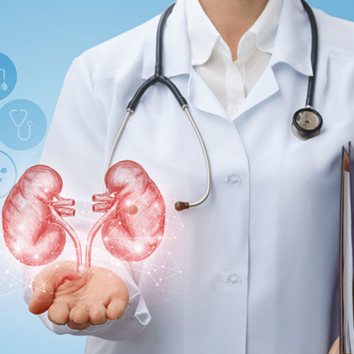 A doctor in a white coat holds a digital illustration of kidneys, symbolizing health and medical care.